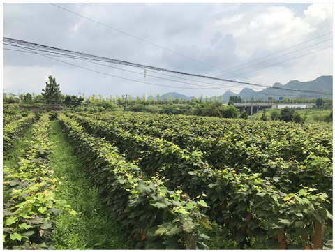 122cc太阳集成游戏(中国)有限公司官网